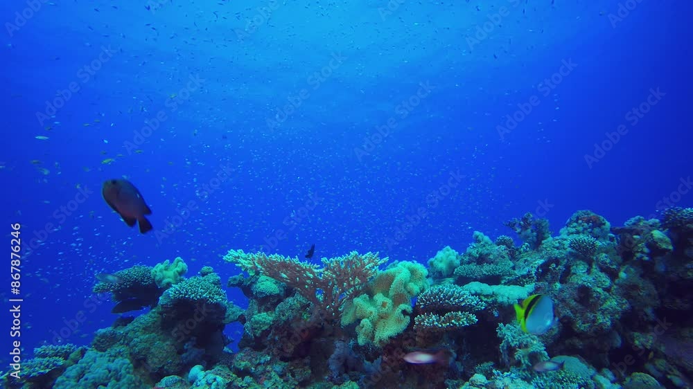 Reef Underwater Tropical Corals. Tropical underwater sea fish. Colourful tropical coral reef. Scene reef. Marine life sea world. Underwater fish reef marine. Reef Underwater Tropical Corals. Tropical underwater sea fish. Colourful tropical coral reef. Scene reef. Marine life sea world. Underwater fish reef marine.
