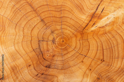 Fotografie Growth rings on a yew tree trunk. Natural pattern background