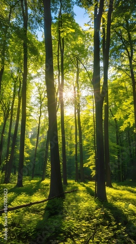 Sunlight streaming through the trees. The forest, the sun, the trees