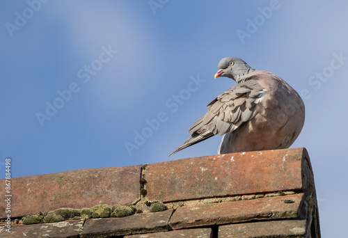 wood pigeon, Columba Palumbus sitting on a tiled roof against a blue sky photo