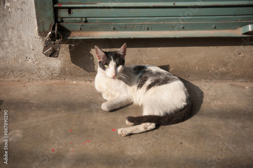 A stray cat sitting on the floor outside of the shop photo