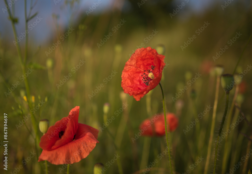 Fototapeta premium roter Mohn 