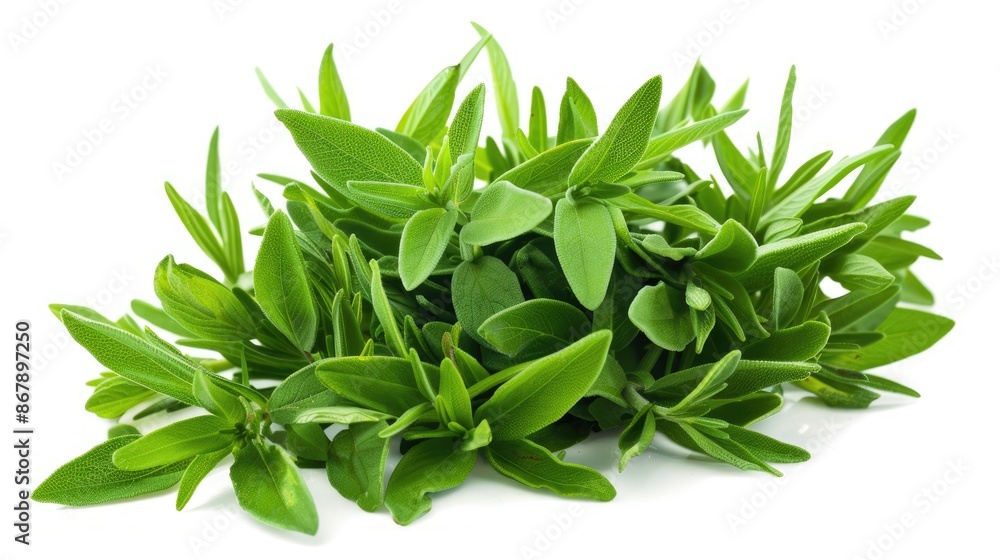 Fresh garden savory isolated on white Fresh garden savory isolated on white