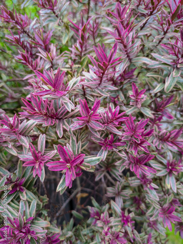Hebe andersonii, at Edinburgh, Scotland Hebe andersonii, at Edinburgh, Scotland