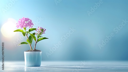 A minimalist shot of a single verbena with soft lighting on a clean background. List of Art Media Minimalist realistic photo