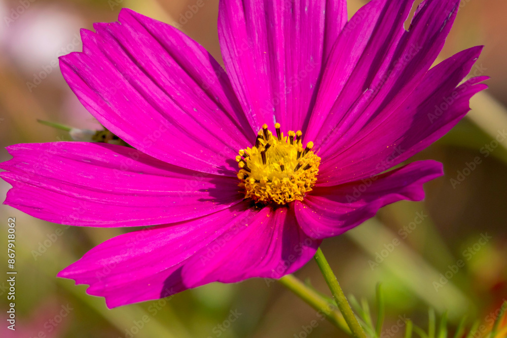 Schmuckkörbchen (Cosmos bipinnatus) Schmuckkörbchen (Cosmos bipinnatus)