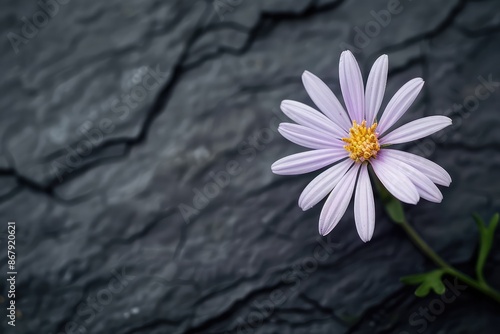 A delicate aster, its light purple petals arrayed in a daisy-like form against a charcoal textured background. The image focuses on the charming and cheerful nature of the aster. photo