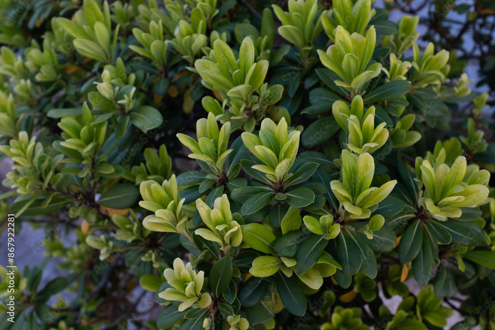 Obraz premium Evergreen japanese pittosporum. Background from green leaves Australian laurel for publication, design, poster, calendar, post, screensaver, wallpaper, cover. High quality photo