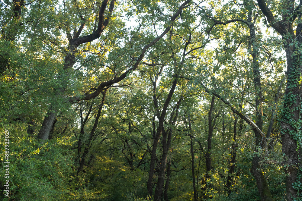 Fototapeta premium Forest landscape. Summer fairy forest with bright sunny rays shining through the trees for publication, poster, calendar, screensaver, wallpaper, post, banner, cover. High quality photo