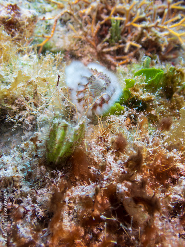 The bearded fireworm (Hermodice carunculata) is a fascinating marine bristleworm found in the tropical waters of the Caribbean in Cozumel, Mexico.  Underwater photography and travel. photo