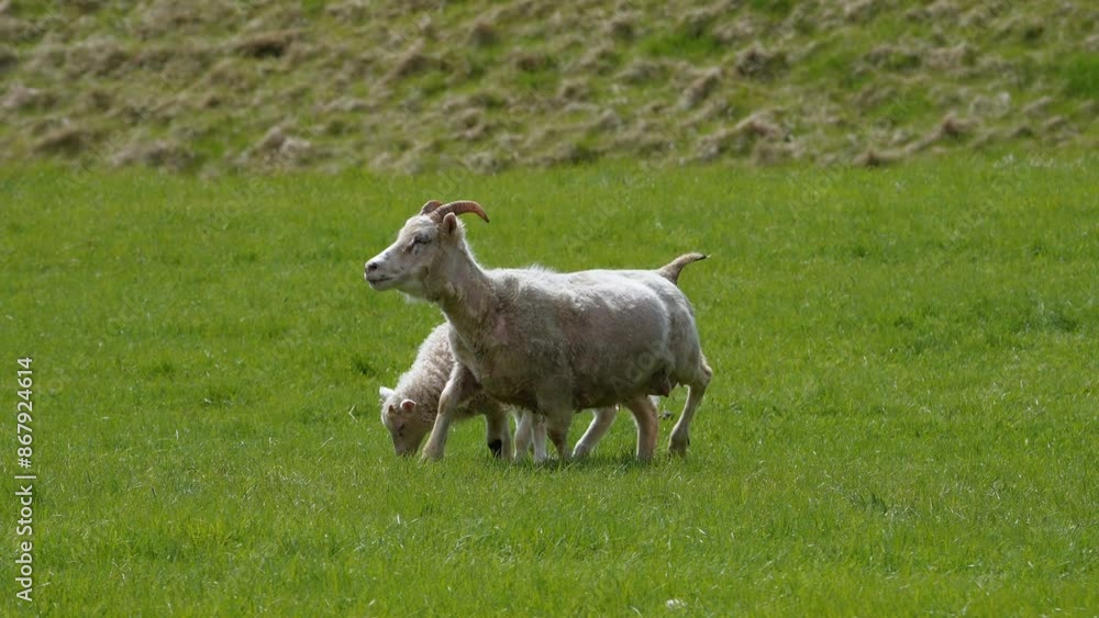 Two young baby white lamb Icelandic sheep and a mother standing on green grass pasture grazing eating at farm field in east Iceland Two young baby white lamb Icelandic sheep and a mother standing on green grass pasture grazing eating at farm field in east Iceland