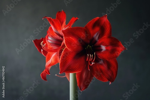 A single amaryllis, its bold red petals striking against a dark charcoal background. The image captures the dramatic and elegant appearance of the amaryllis flower. photo