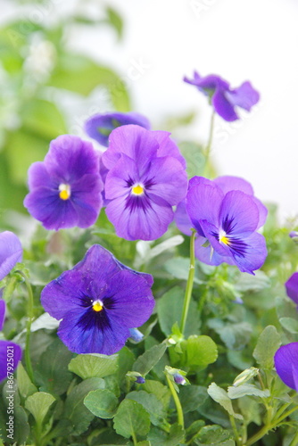 Viola plant with  classic violet flowers , Viola, Common Violet, Viola tricolor, pansy flowers, on white background photo