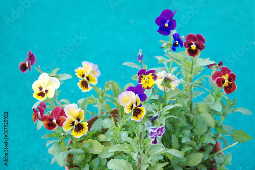 Viola plant with  classic violet flowers , Viola, Common Violet, Viola tricolor, pansy flowers, on turquoise background photo