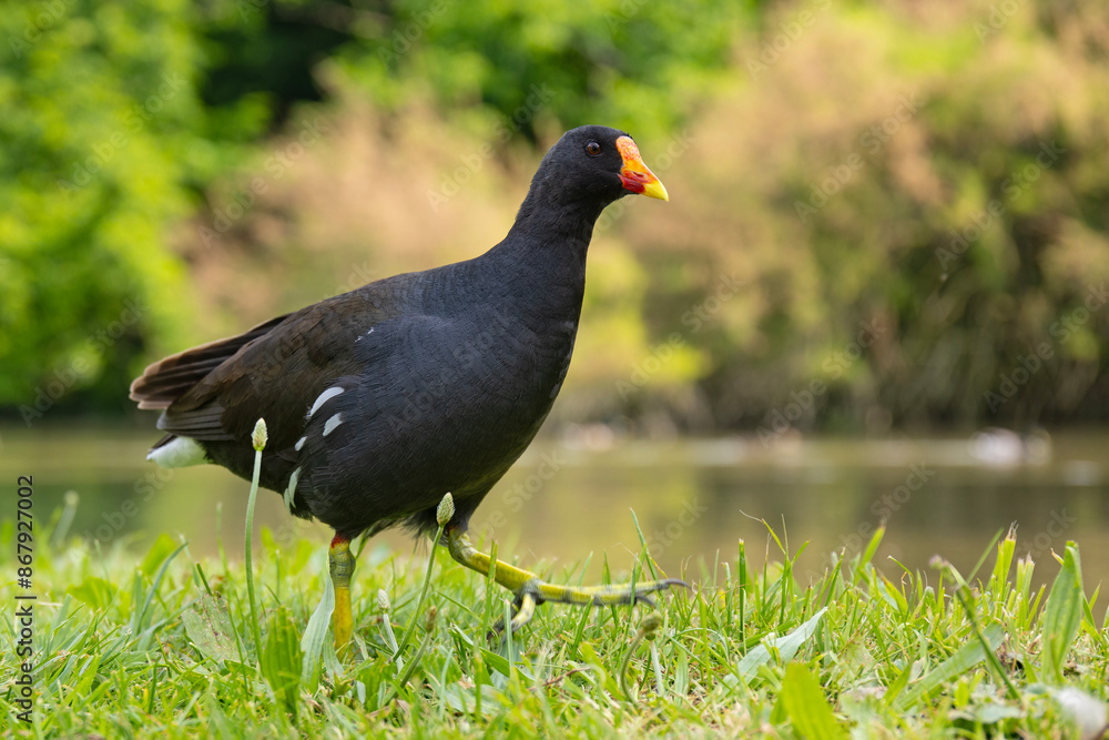 Fototapeta premium Kokoszka (Gallinula chloropus) w parku w Mediolanie