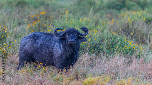 Canvas Print buffalo in the grass