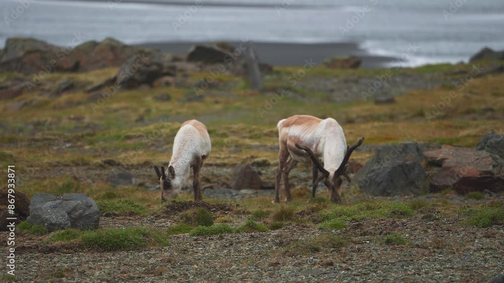 Wild herd of reindeers migrating on South Iceland, summer time. Reindeer at Caribou Iceland. Close up view. Wild herd of reindeers migrating on South Iceland, summer time. Reindeer at Caribou Iceland. Close up view.