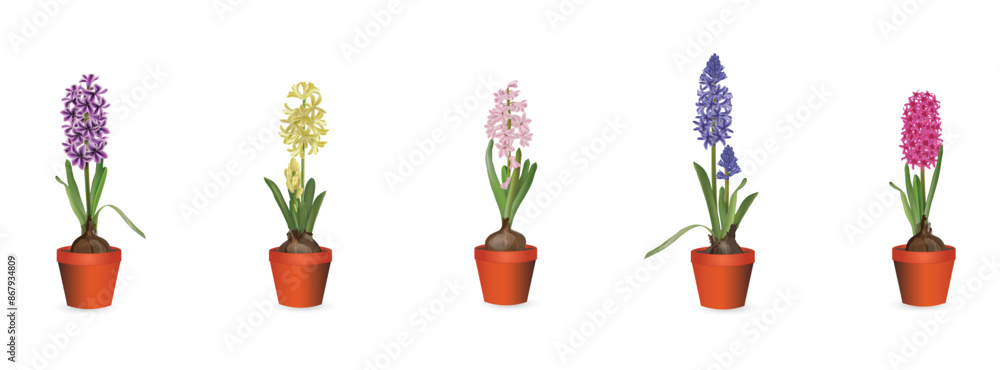 Blooming hyacinths in plastic pots set on white background close-up. Realistic colorful drawing indoor plants or for planting in the garden set for flower shop advertising, room design, sale banner. Blooming hyacinths in plastic pots set on white background close-up. Realistic colorful drawing indoor plants or for planting in the garden set for flower shop advertising, room design, sale banner.