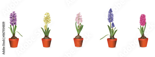 Blooming hyacinths in plastic pots set on white background close-up. Realistic colorful drawing indoor plants or for planting in the garden set for flower shop advertising, room design, sale banner.