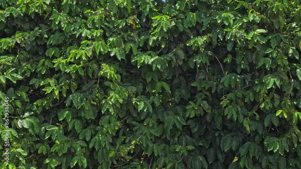 From Green to Ripening: Coffee Beans Maturing on the Tree From Green to Ripening: Coffee Beans Maturing on the Tree