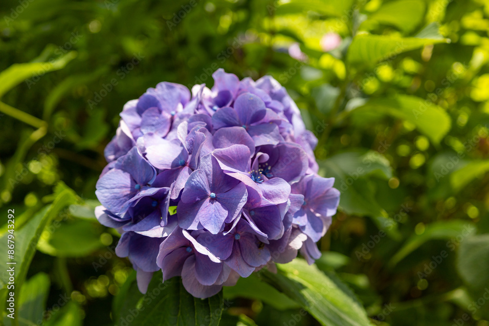 Hydrangea flower in TSUKIMINOMORI Pt.2