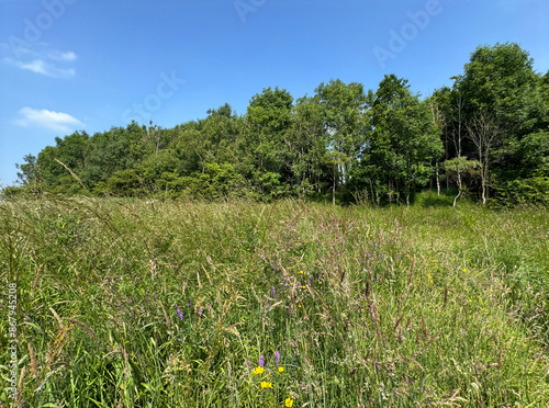 A lush green field stretches out towards a dense forest under a clear blue sky. Wildflowers in various colors are scattered throughout the tall grass, in, Heaton, Bradford photo