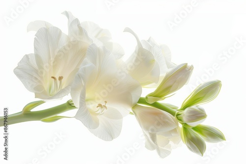 White Freesia Isolated on White Background. Beautiful Freesia Flower