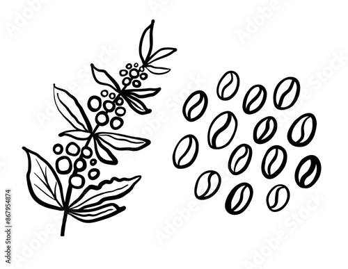 Coffee plant branch with berries and bunch of beans . Vector hand drawn black line illustration.