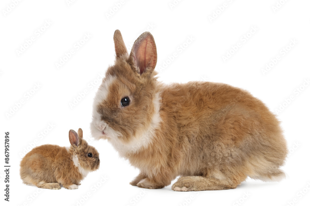 Mother rabbit and baby bunny isolated on white Mother rabbit and baby bunny isolated on white