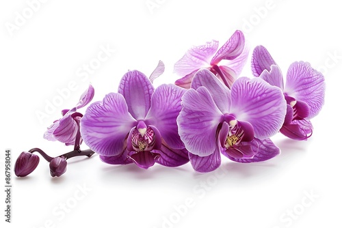 Purple Orchid Isolated on White Background. Beautiful Orchid Flower