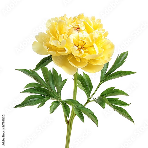Yellow Peony Isolated on White Background. Beautiful Peony Flower