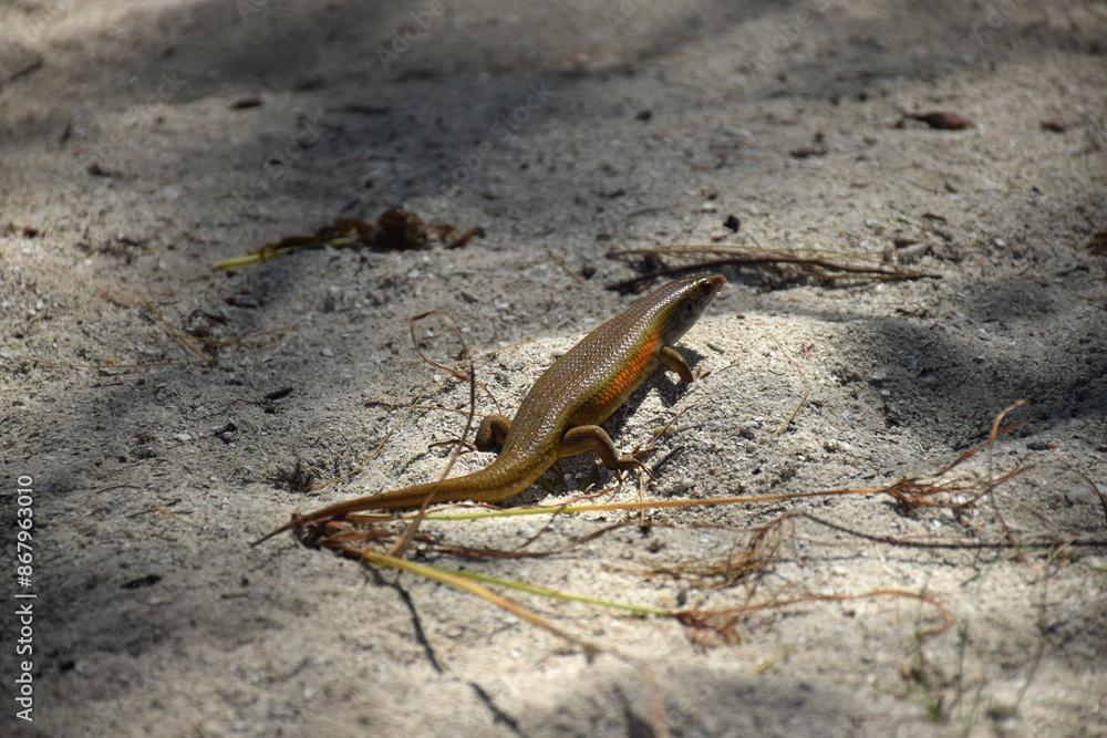 A Scincidae, foraging in a farmer's garden, on an Indonesian island, photographed at close range, shows the diversity of the area's biological systems. A Scincidae, foraging in a farmer's garden, on an Indonesian island, photographed at close range, shows the diversity of the area's biological systems.