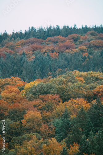 Farbenfroher Herbstwald in Heidelberg