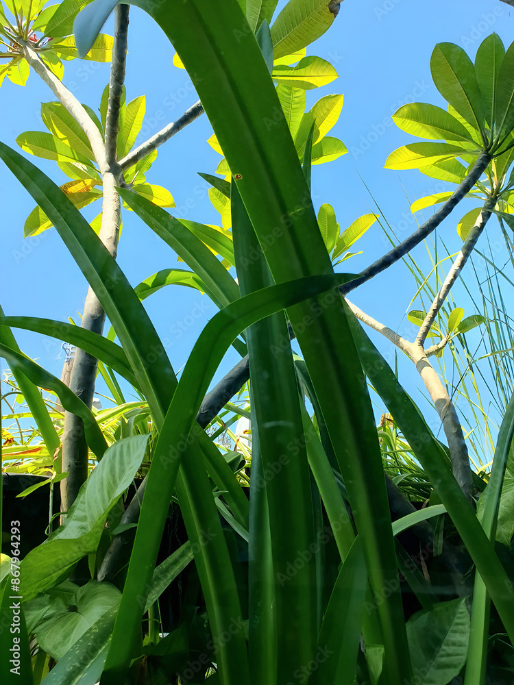 Obraz premium Beautiful images of Red Canna plants often grown on residential balconies in Vietnam, plants, ornamental plants, red canna plants, balconies,, sky, clouds, ideas, designs, decorations, and exterior.