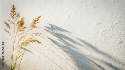 Natural summer background featuring a delicate sprig of field grass casting a intricate shadow on a plain white wall.