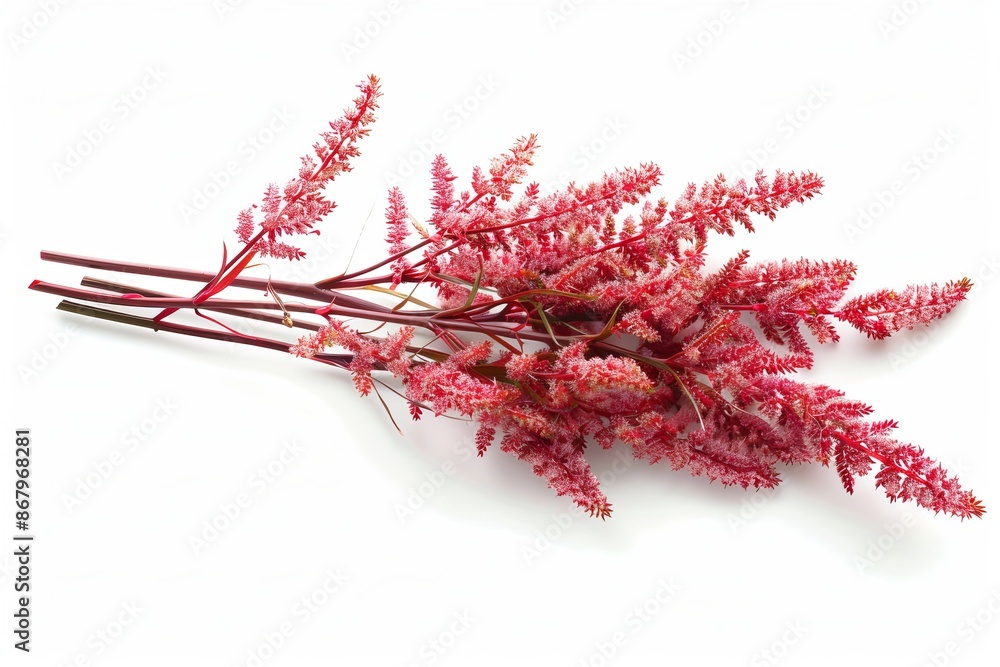 Naklejka premium Red Astilbe Isolated on White Background. Beautiful Astilbe Flower