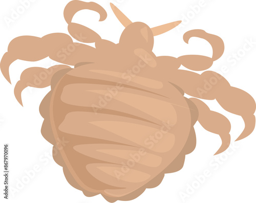 Pubic louse insect crawling on a white background