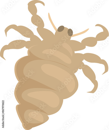 Body louse insect with six legs and segmented body spreading diseases through bloodsucking
