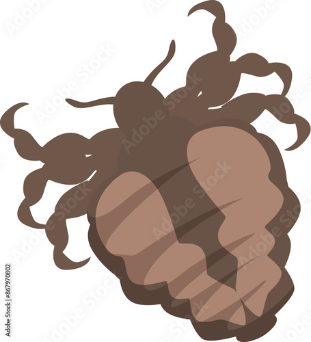 Brown louse insect spreading infection through bloodsucking, parasite living on human skin and hair