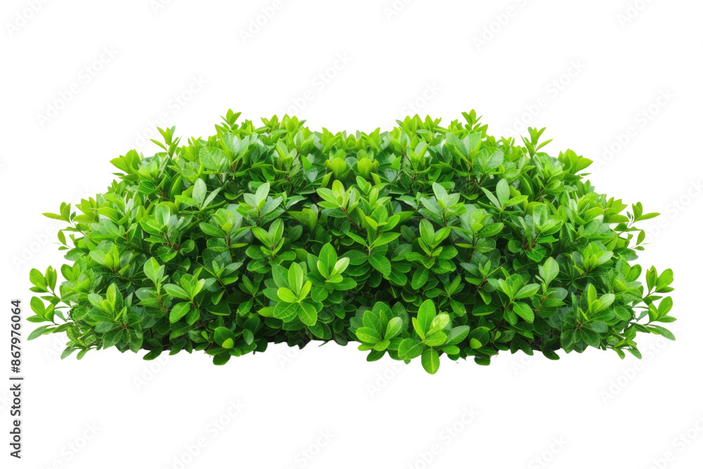 green bush isolated on white background green bush isolated on white background