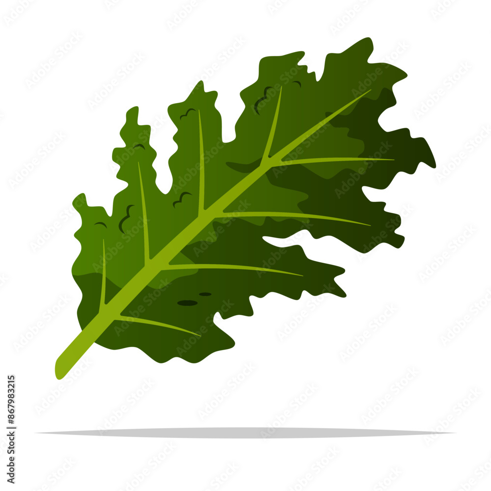 Fototapeta premium Kale vegetable vector isolated illustration