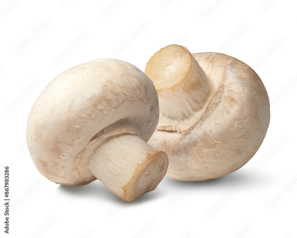マッシュルーム / mushrooms マッシュルーム / mushrooms