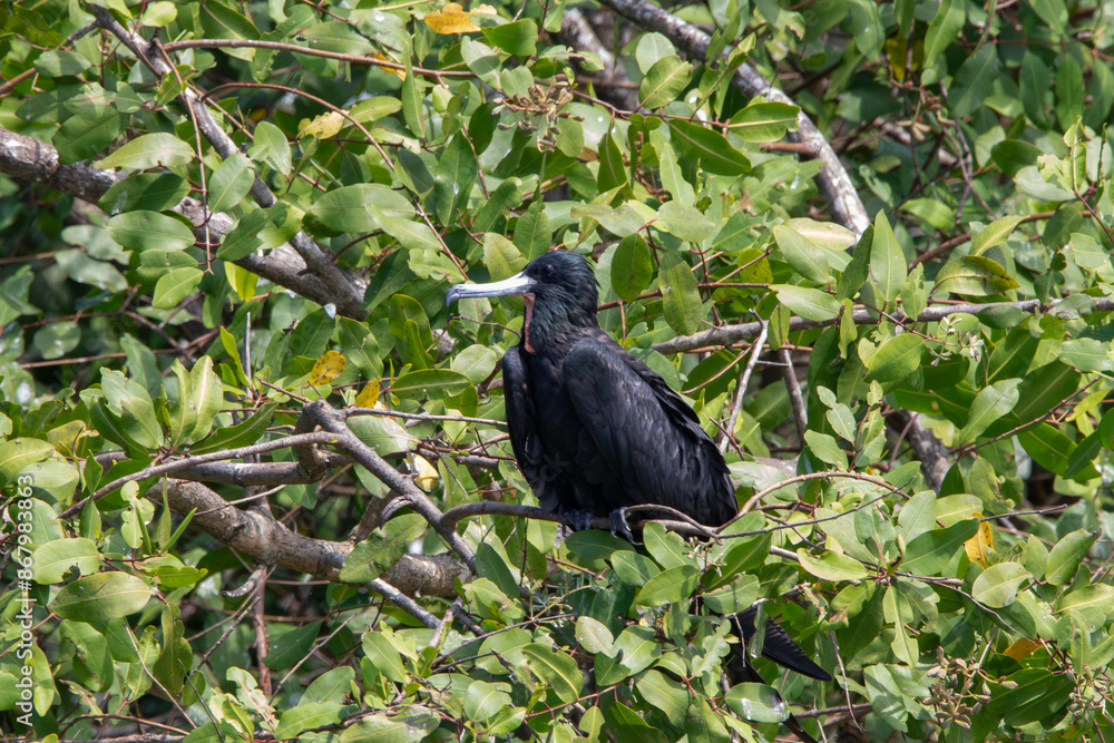 Fototapeta premium Magnificent frigatebirds in Costa Rica