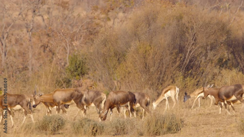 Large Herd of Blesbok Grazing in South Africa Large Herd of Blesbok Grazing in South Africa