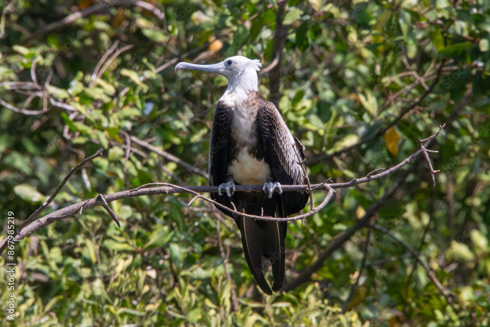 Fototapeta premium Magnificent frigatebirds in Costa Rica