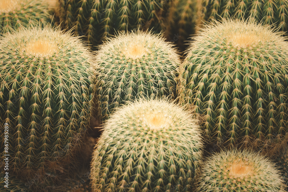 A group of cacti with spines and yellow flowers A group of cacti with spines and yellow flowers