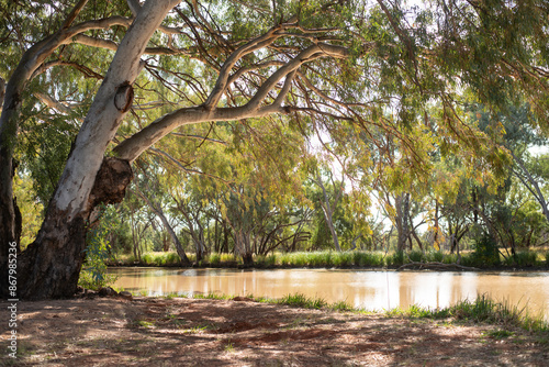 beautiful trees along a river bank
