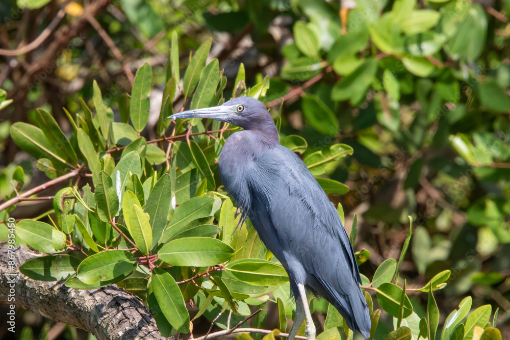 Fototapeta premium A little blue heron in Costa Rica