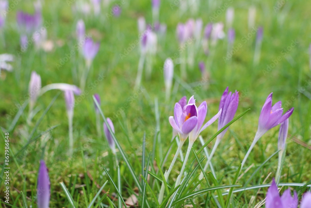 Purple crocus flowers blooming in a green meadow, showcasing spring renewal and natural beauty Purple crocus flowers blooming in a green meadow, showcasing spring renewal and natural beauty