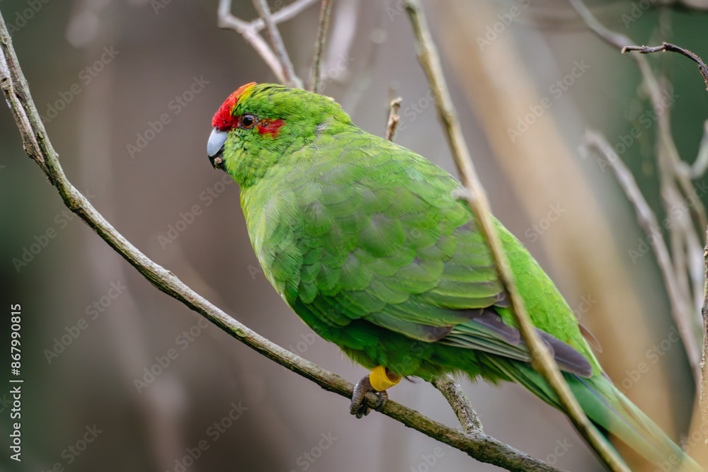 New Zealand Green Parrot the Kākāriki New Zealand Green Parrot the Kākāriki